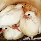 زغاليل فرنسي