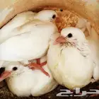مطلوب حمام فرنسي