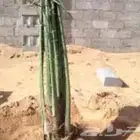مطلوب فسايل نخيل شيشي