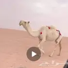 ضريبة مبيوع ولدها