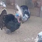 ديك رومي