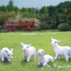 مواليد الماعز القزمي مجموعه