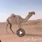ضريبة مبيوع ولدها