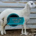 طليان حرية وسواكن تربية ممتازة