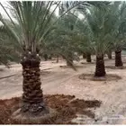 لدينا نخيل للبيع عربي واشنطني بجميع المقاسات