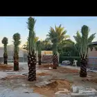 يوجد لدينا جميع انواع النخيل وقسم بالشبوك