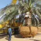 نخل للبيع مكه المكرمه جده
