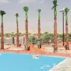 نخل زيتون