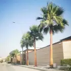 نخل واشنطني زينه امريكي