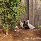 بط بكيني