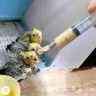 ملعقة أبرة غر 10 مل