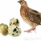 يتوفر بيض سمان للمحتاج له كعلاج مجانا غالبا غير مخصب