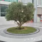 شجر زيتون نخل