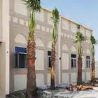 نخل واشنطني زينه للبيع نخل للبيع جده مكه نخل بجميع المقاسات