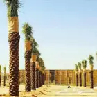 نخيل المجمعه