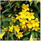 ياسمين اصفر متسلق جملة وقطاعي