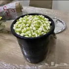 محل زهور الفل برياض حي الفيصليه