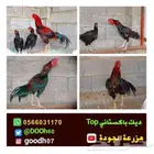 دجاج باكستاني Top