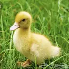 موجود صوص بط بكيني