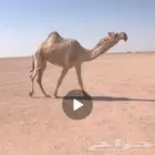 بكرتين لقحه وضريبة