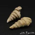 عروق السواحل