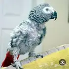 ننتف الريش عند الببغاوات وطيور الزينه