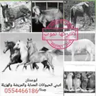 لتبني و علاج الحيونات