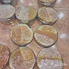 شمع عسل السدر الحضرمي