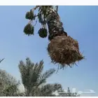 معلم قص شجرة وتكليم نخل وقص نخل وترتيب حضاق