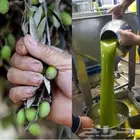 زيت زيتون فلسطيني بكر بعل لكل أرجاء السعودية