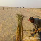 نخل فسائل ونقايل خلاص ملكي