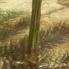 لجميع أعمال النخيل والواشنطني