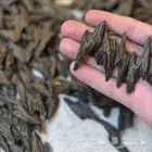 عود التايقر الفيتنامي