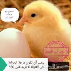 صيانة صيانه فقاسات فقاسة طيور دجاج
