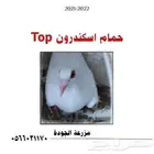 حمام اسكندرون