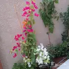 زهور واشجار منوعه