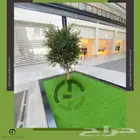 اشجار زيتون صناعي بجذوع طبيعي