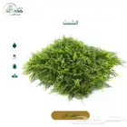 عشب جداري