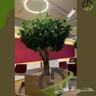 اشجار ليمون