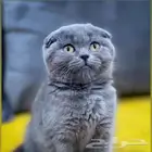 ذكر للتزاوج وللبيع الاحساء