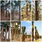 مقاول توريد أشجار ونخيل وجميع أعمال الزراعه