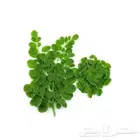 مورنجا علاجية مطحون