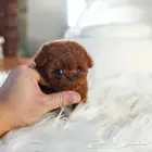 teacup poodle