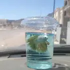 سمك الفايتر المدينه المنوره حي الراوناء