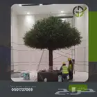 زيتون صناعي جذوع طبيعي