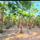 لدينا جميع انواع النخيل زينه والعربي وقسم خاص بالشبوك لتواصل
