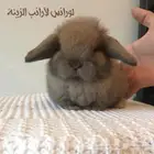 ornamental rabbits