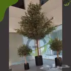 زيتون صناعي