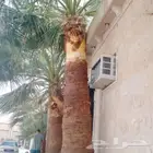 تكريب نخيل وقص أشجار