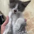 قط اليف ذكر صغير رر جداا
